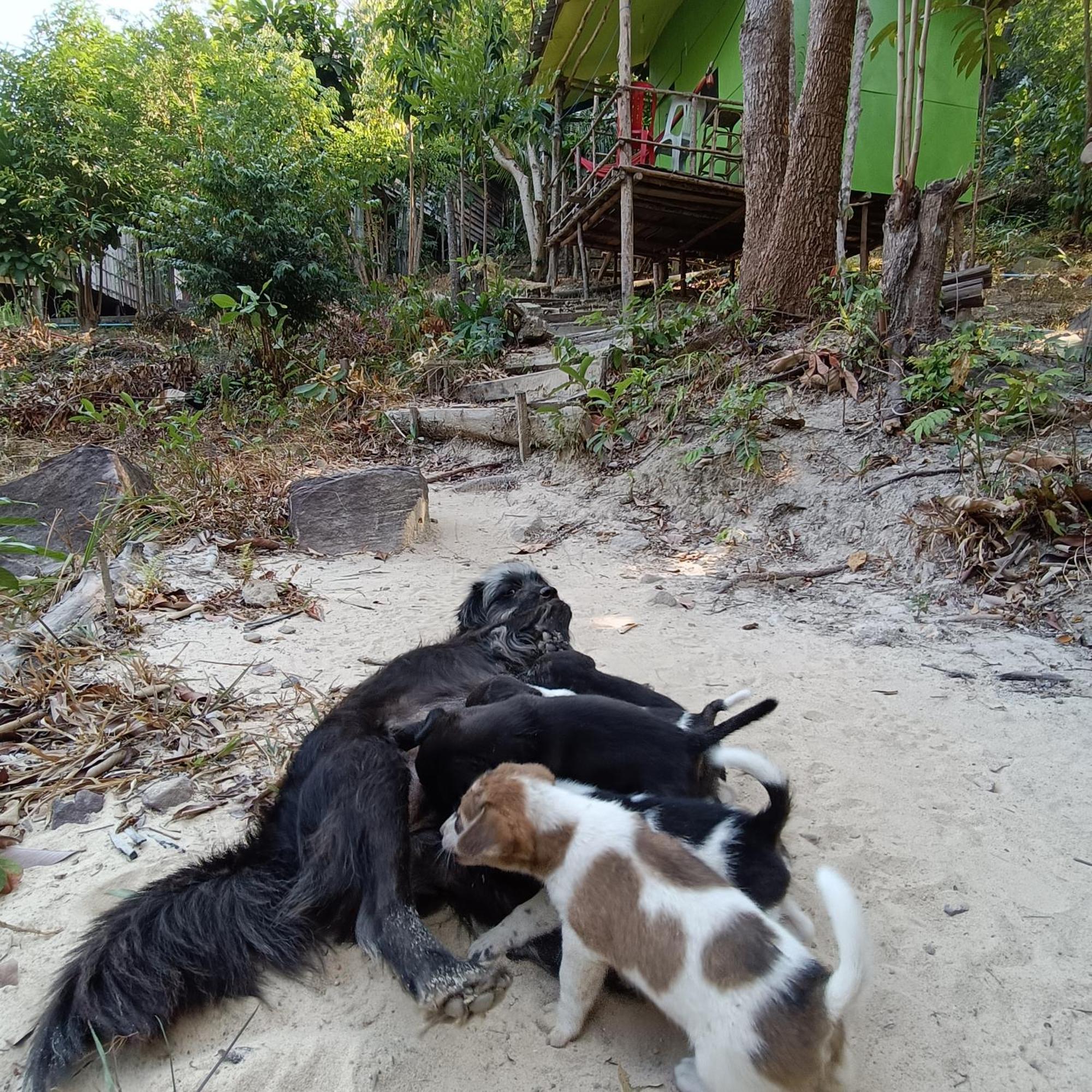 Sweet Jungle Camping Kaoh Touch Ngoại thất bức ảnh